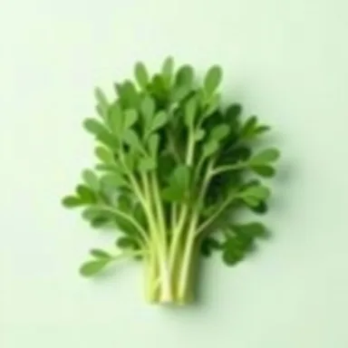 Руккола