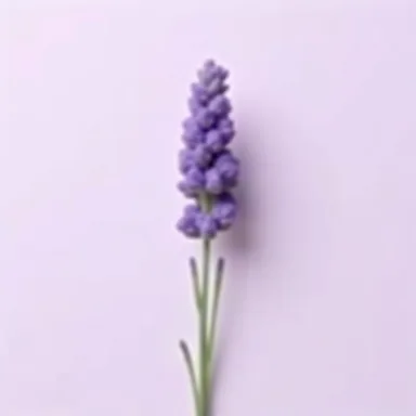 Лаванда